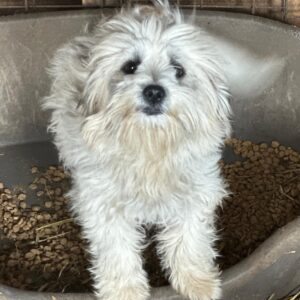 PUYU (♀) - ausgereist zu Tiere in Not Odenwald (PM)