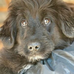 SWANTJE (♀) (*EMMA) - ausgereist zu Vierbeiner in Not (AL)