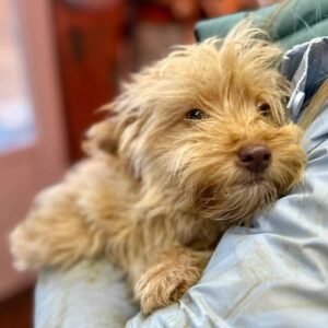 MERSIJA (♀) - auf PS im PLZ Bereich 21 (SE) - vermittelt