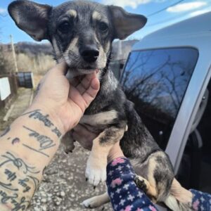 WANDA (♀) - ausgereist zur Tierhilfe Lebenswert DR 14.02.2025