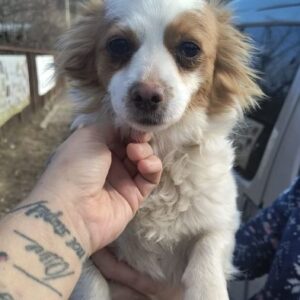 KARISHMA (♀) - ausgereist zu Vierbeiner in Not (AL)