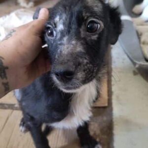 AYMAN (♂) - ausgereist zu Tiere in Not Odenwald e.V. (PM)