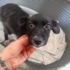 PHYLICIA (♀) - ausgereist zu Tiere in Not Odenwald e.V. (PM)