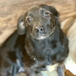 WANJA (♀) - auf PS im PLZ Bereich 46 (NE) - vermittelt