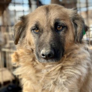 FLOARE (♀) - auf PS im PLZ Bereich 21 (SE) - vermittelt