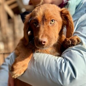 LOUNIS (♂) - vermittelt CD