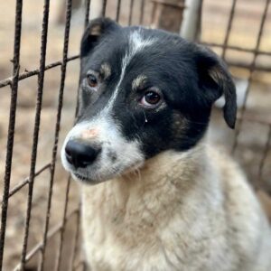 SASSY (♀) - auf PS im PLZ Bereich 86 (NE)