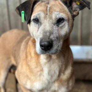 JASMINE (♀) - als PDR GPH auf PDR PS (SE)