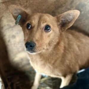 KADEE (♀) - ausgereist zu Step by Paw (AL)