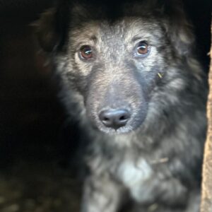 KEYLAM (♂) - auf PS im PLZ Bereich 34 (MH) - vermittelt