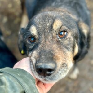 RODMAN (♂) - ausgereist zum TH Iserlohn (AL)