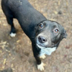 LORELAI (♀) - auf PS im PLZ Bereich 22 (JW)