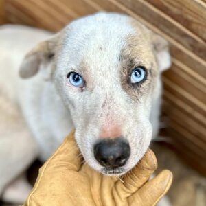 RAFFAEL (♂) - ausgereist zum TSV Angsthund 07.03.2025