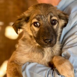 XENIA (♀) - auf PS im PLZ Bereich 76 (NE) - ausgereist - vermittelt