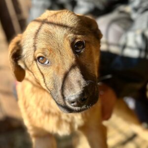 PICOLINO (♂) - reserviert Hundescheune (AL 17.05.)