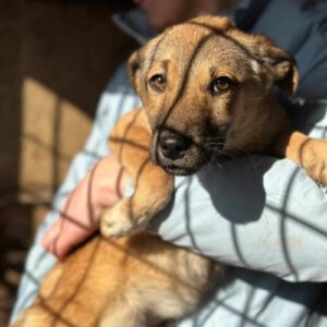 NILIN (♀) - ausgereist zur Tierhilfe Lebenswert DR 28.03.25