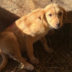 JASPER (♂) - ausgereist zur Tierhilfe Lebenswert DR 25.04.25