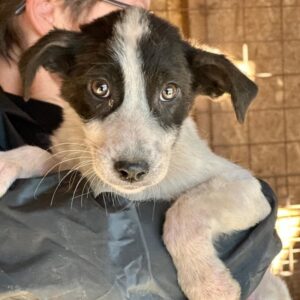 REINA (♀) - ausgereist zu Tiere in Not Odenwald e.V. (PM)