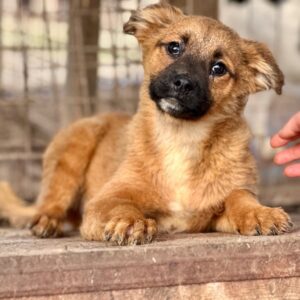 MUSTI (♂) - auf PS im PLZ Bereich 78 (NE) *ausgereist*