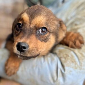 AMI (♀) - auf PS im PLZ Bereich 61 (NE) *ausgereist*