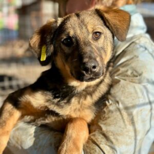 LULU (♀)- auf PS im PLZ Bereich 56 (NU) *ausgereist* - vermittelt