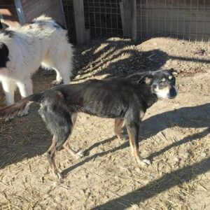 LELLA (♀) - ausgereist zum TSV Angsthund AT (AL)