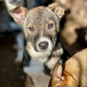 LISEL (♀) - ausgereist zum TST Rösrath (AL)