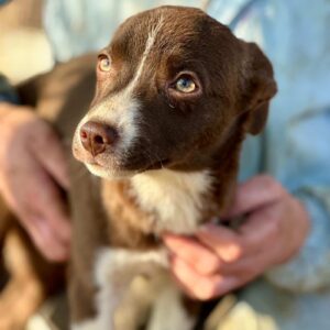 TRUDY (♀) - ausgereist zum TST Rösrath (AL)