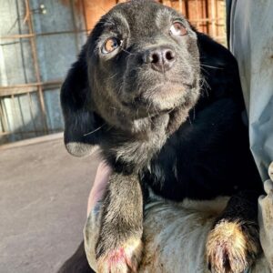 LEVKE (♀)- auf PS im Bereich 55 (NU) - vermittelt