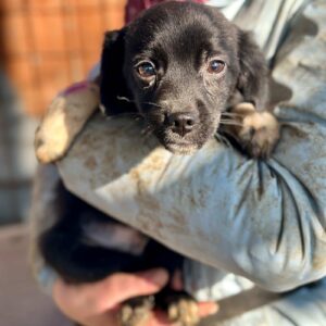 LUPI (♂) - auf PS im PLZ Bereich 23 (NE) - vermittelt