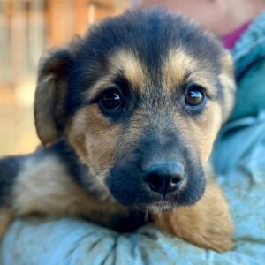 FLO (♀) - auf PS im PLZ Bereich 74 (NE) *ausgereist*