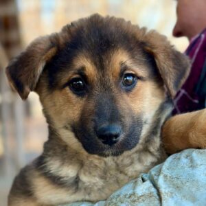 ESCADA (♀) - auf PS im PLZ Bereich 74 (NE) - vermittelt