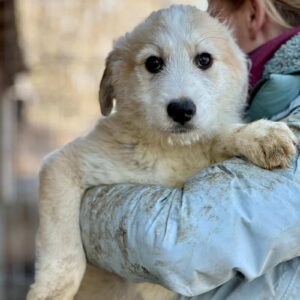 LÄUSL (♂) - vermittelt MH