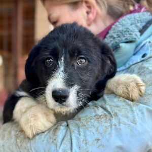 SOLENE (♀) - vermittelt MD