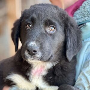 RIKA (♀) - vermittelt BD