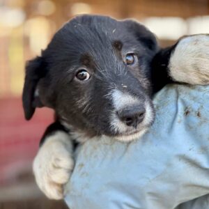 VITO (♂) - RBB 04/25