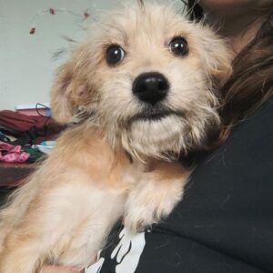 PANSY (♀) - vermittelt MD