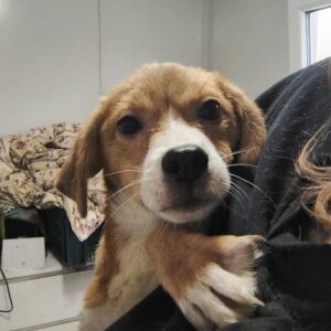 LEONE (♂) - ausgereist zur Tierhilfe Lebenswert DR 28.02.25