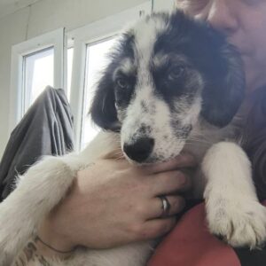 CARYS (♀) - Überbiss, dringend Platz gesucht - NOTFALL - ausgereist zur Tierhilfe Lebenswert DR 25.04.25