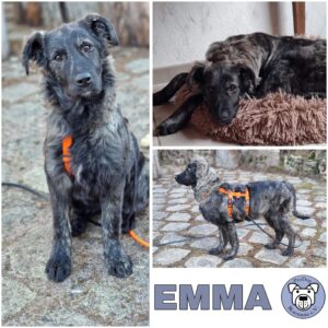 EMMA (♀) in 74214 Schöntal - vermittelt