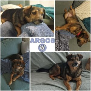 ARGOS (♂) in 66740 Saarlouis - vermittelt