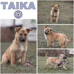 TAIKA (♀) in 52372 Kreuzau