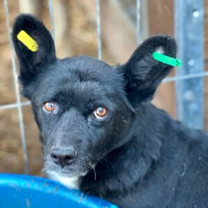 KANIA (♀) - auf PS im PLZ Bereich 18 (NE)