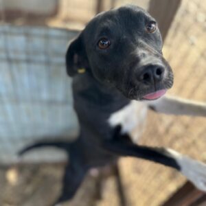 KATHIE (♀) - ausgereist zum TH Lingen (PM)