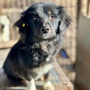 LONCHEN (♀) - vermittelt MD