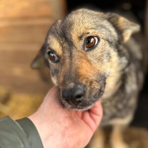 HETTI (♀) - ausgereist zu Vierbeiner in Not (AL)