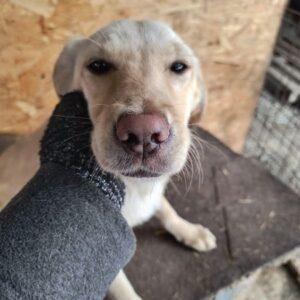 JULE (♀) - ausgereist zur Tierhilfe Lebenswert DR 11.04.25