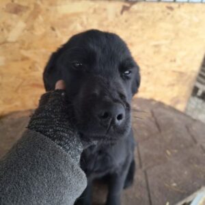 HANNES (♂) - auf PS im PLZ Bereich 74 (NE) *ausgereist* - vermittelt