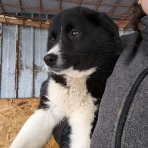 SHARY (♀) - ausgereist zur Tierhilfe Lebenswert (AM)