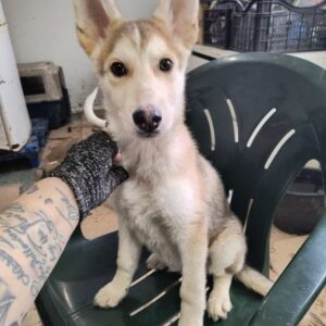 FUCHUR (♂) - ausgereist zur Tierhilfe Lebenswert DR 15.03.25